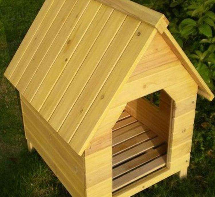 养狗新手入门必备知识,养狗知识大百科入门篇