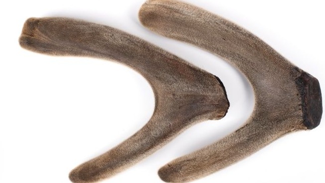 如何挑选鹿茸蜡片,鹿茸二杠怎么挑选