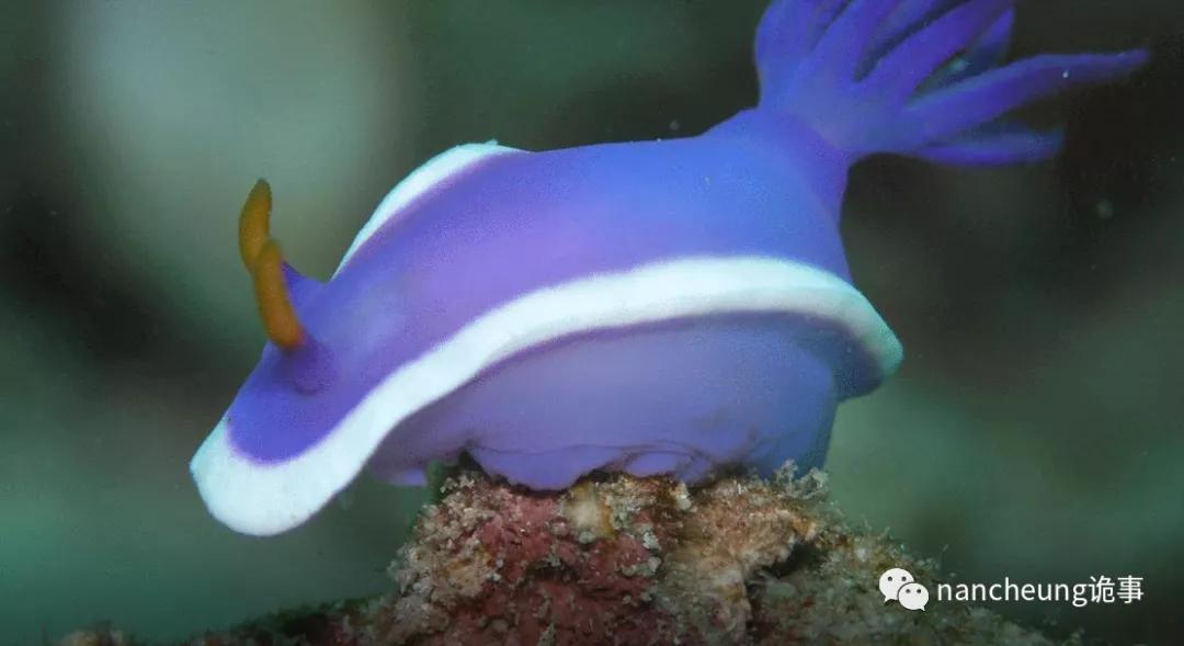 深海迷航第49天神秘生物,深海海底神秘的10种生物