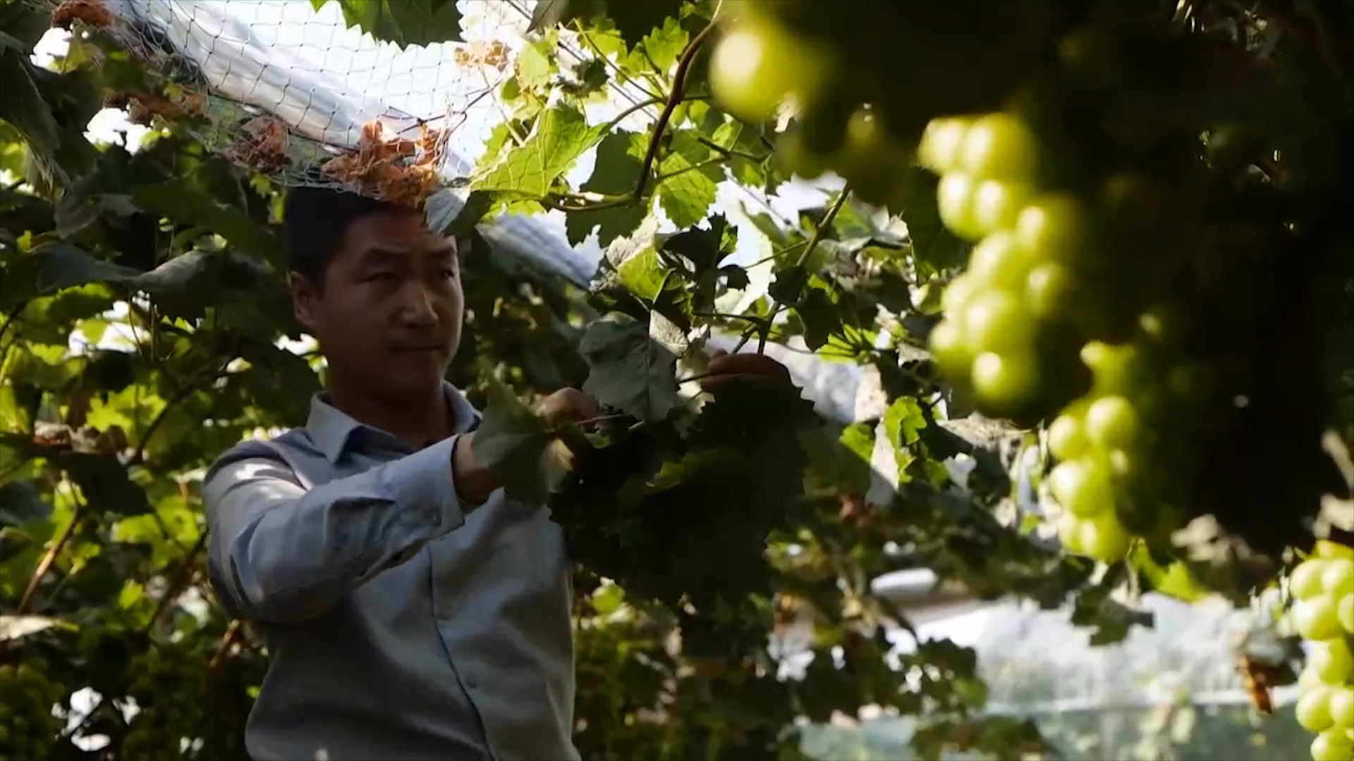 农村种植葡萄一年收入,农村种植葡萄年入500万