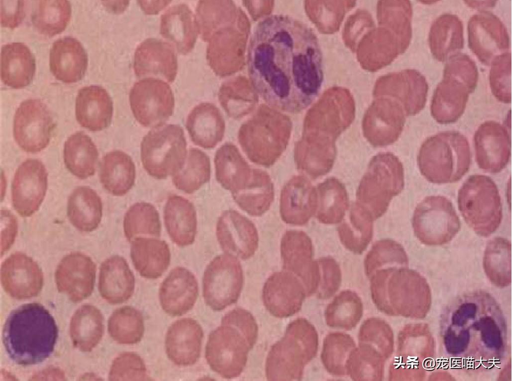 宠物医院怎么检查猫得了弓形虫,宠物弓形虫检测方法