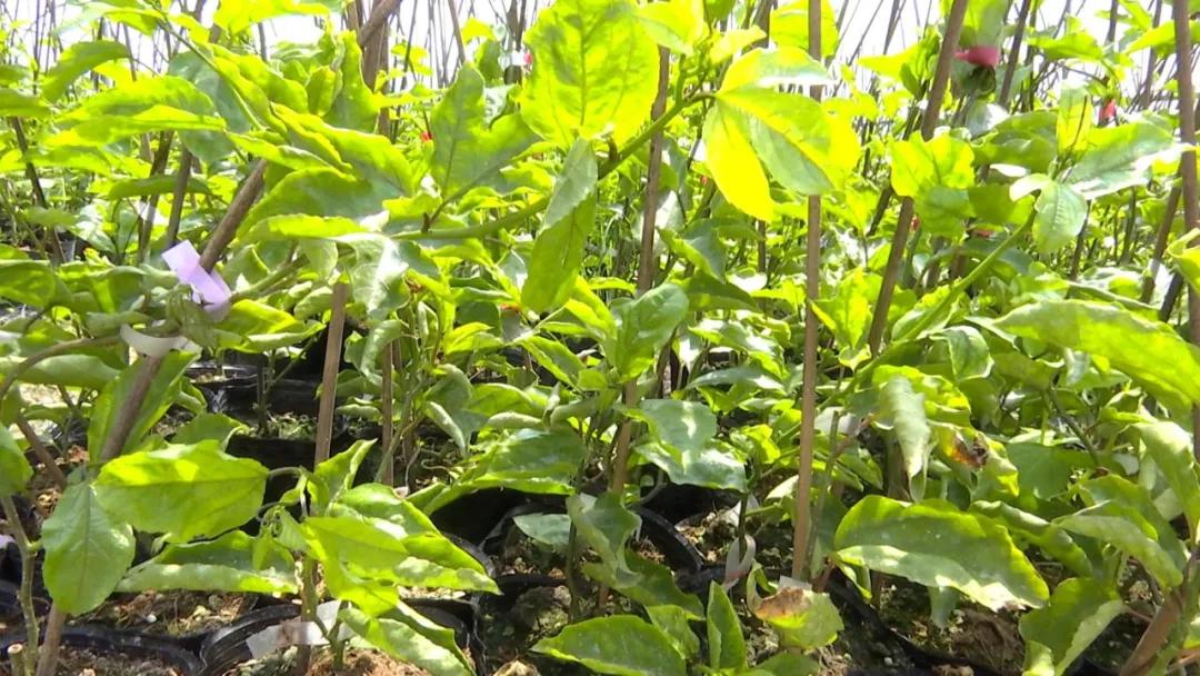 长泰发展最新消息,长泰经济快速发展