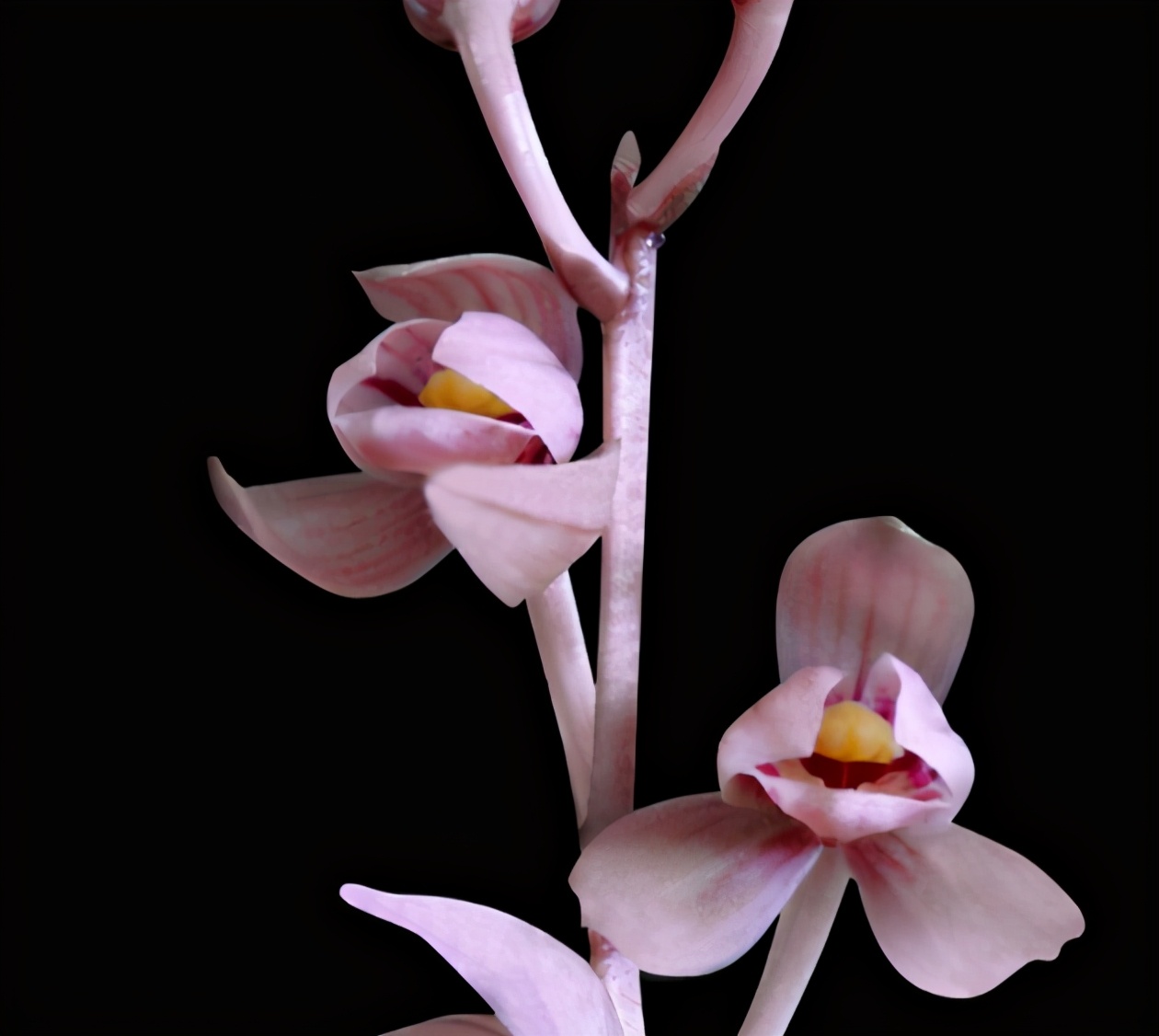 墨兰金边红瓣兰花,兰花金边紫月兰