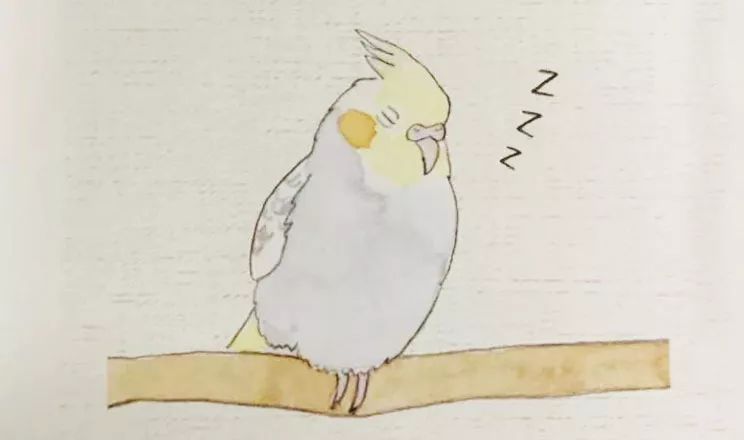 鹦鹉最害怕的四件事,鹦鹉看不见了是什么表现