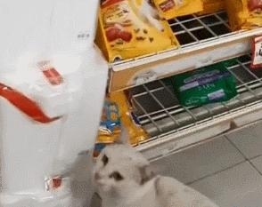 猫真的有那么聪明吗,猫真的有那么聪明嘛