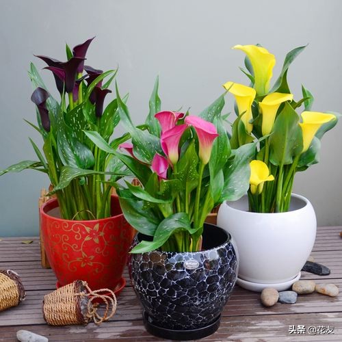 毕加索马蹄莲复花,彩色马蹄莲花后怎么养护