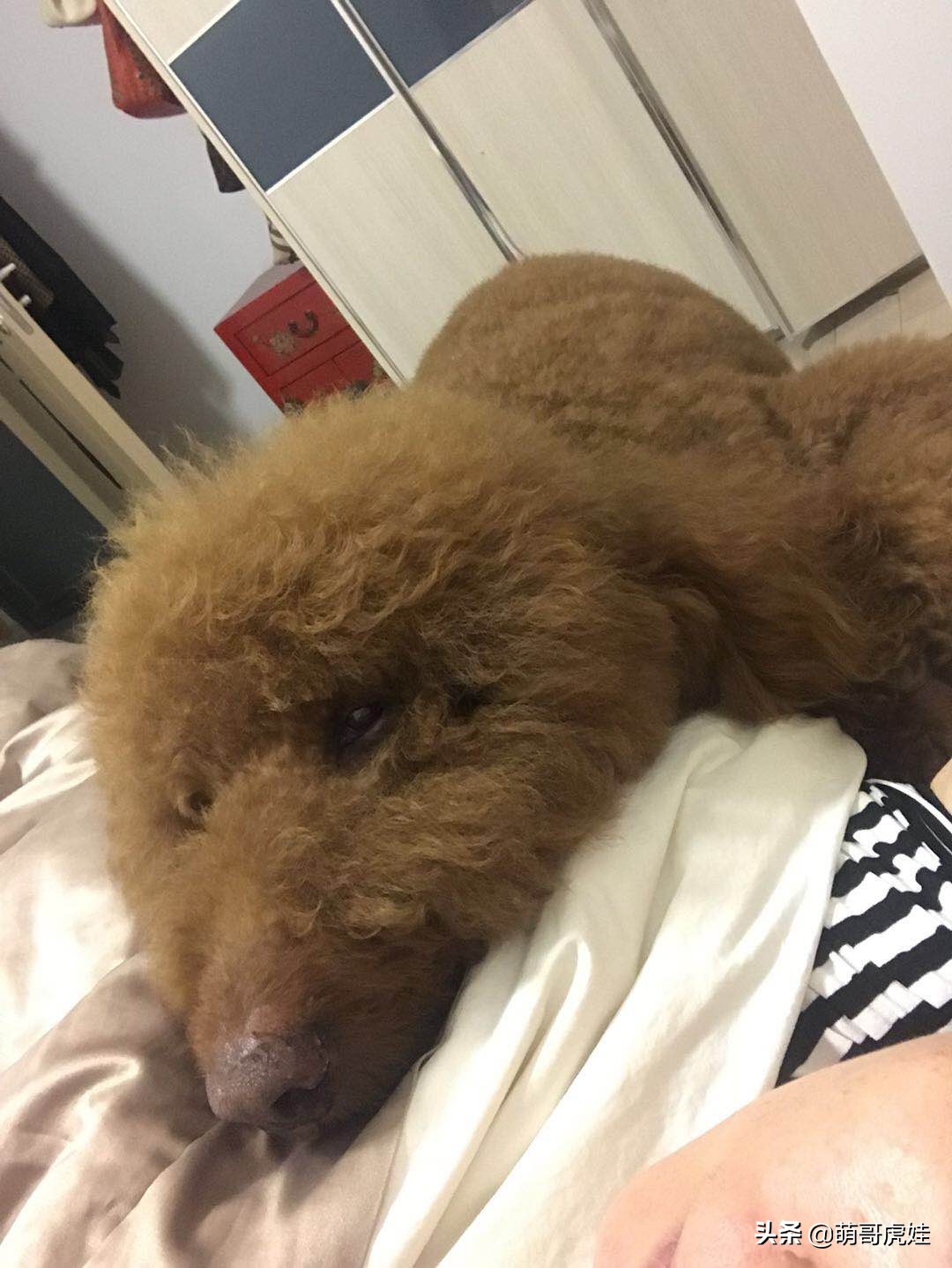 泰迪怕打雷下雨,泰迪打雷发抖