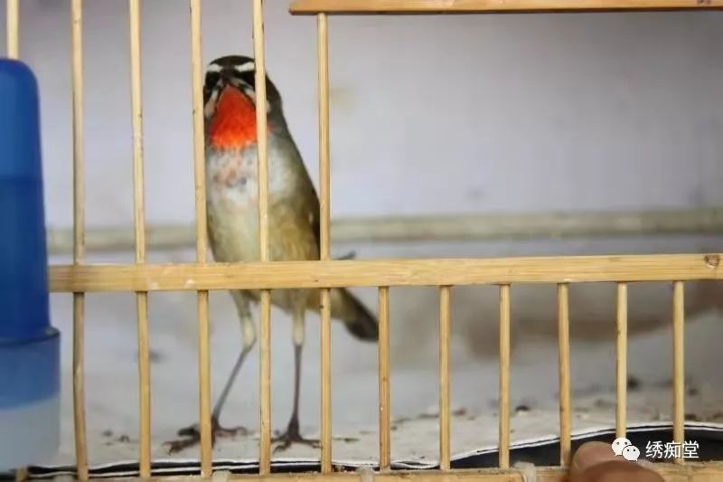 养靛颏用方笼好还是圆笼好,红点颏晚上闹笼
