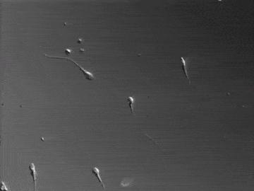 人类的精子是如何产生的,科学家们首次发现精子的运动规律