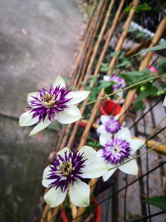 疆新,新疆番茄红素来了解一下