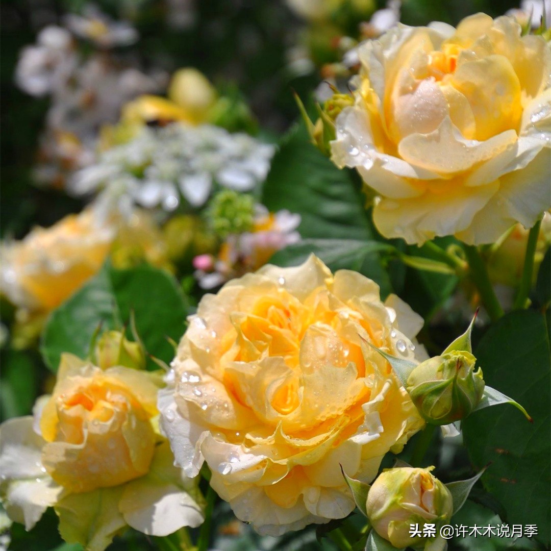 新手月季种植手册，牢记这6点，不死苗、开花多。新手收藏备用