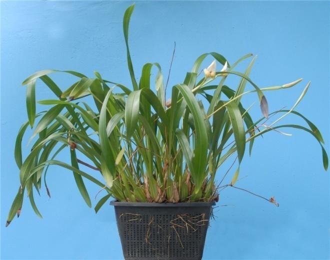 带你认识一下几种兰花的名字,最好的十大名贵兰花