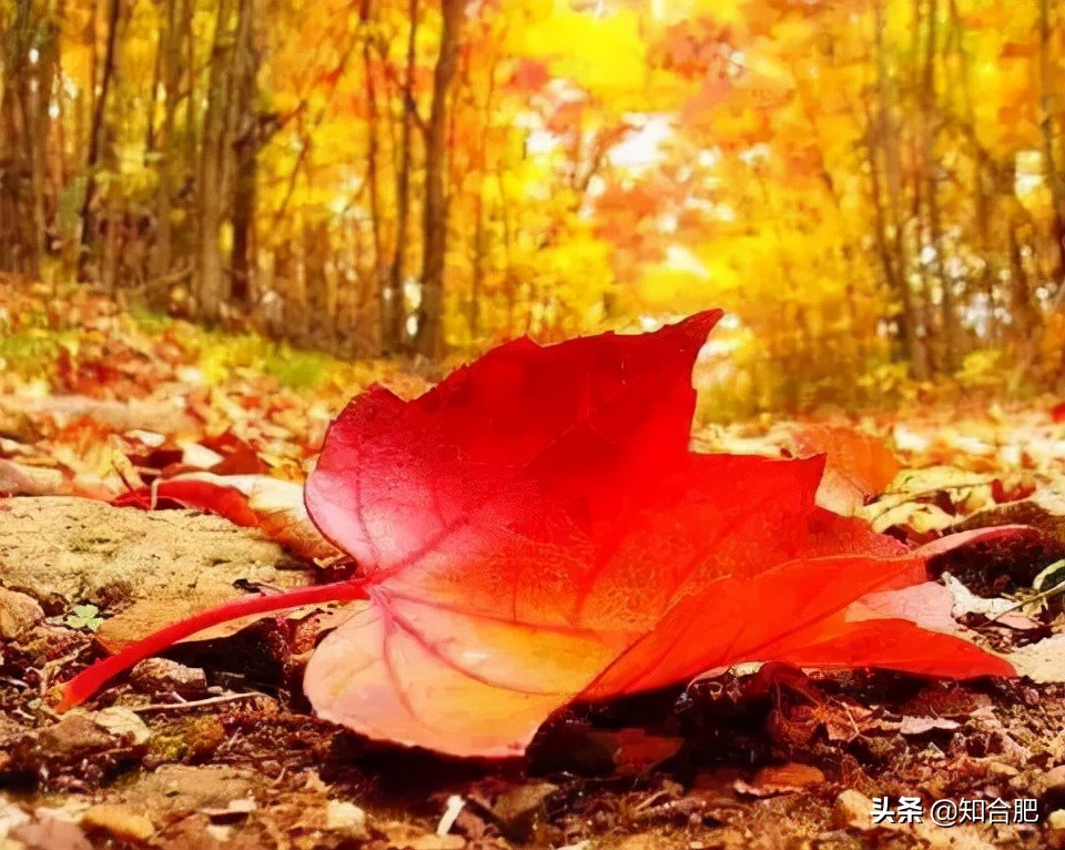 肥西一日游必去景点,合肥肥西周末游