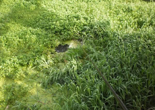 夏季钓野河怎样选钓位,初夏钓野鲫怎么选钓点