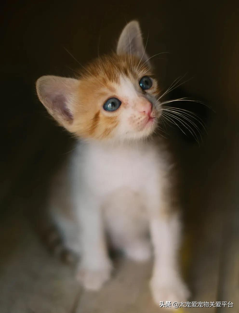 养猫人怎样预防得猫病,养猫的人得了五种猫病