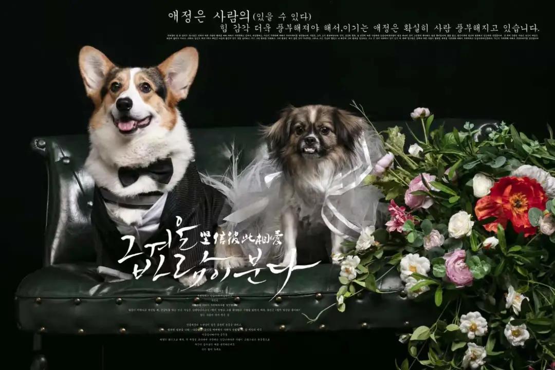 男生猛犬穿女装,男生细狗穿女装