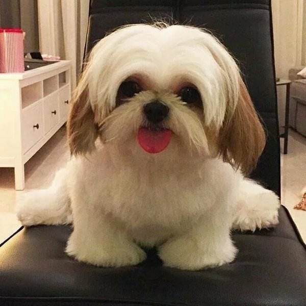 第1次想养纯种狗应该怎么挑,纯种狗和不纯种哪个好养