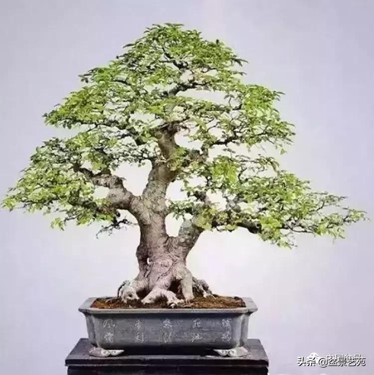 天生好养的36种盆景植物,什么植物盆景适合屋内养