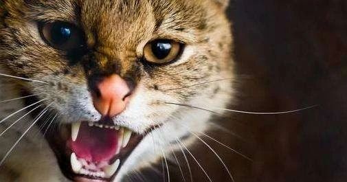 家猫攻击外人是什么原因,家猫攻击主人
