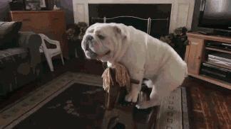 断尾对狗性格有多大影响,犬断尾方法