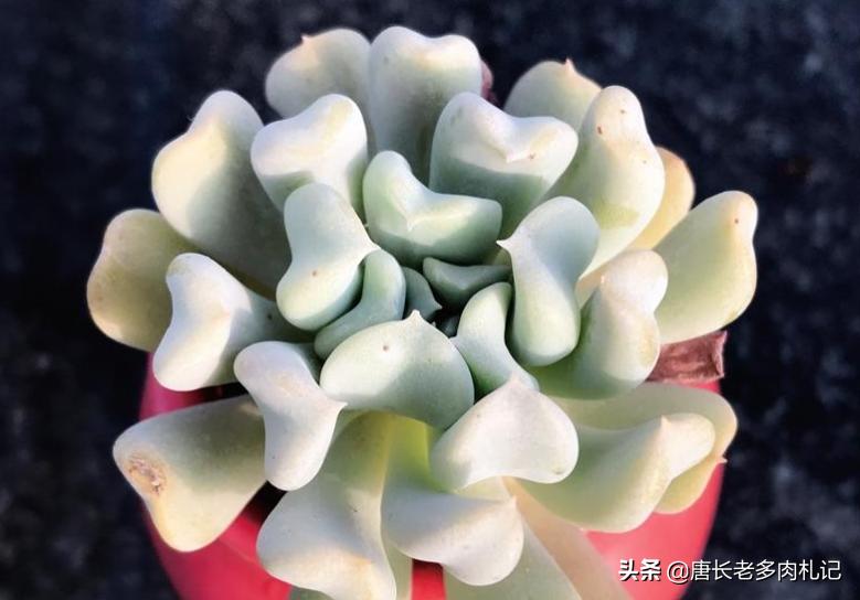 多肉特玉莲耐冻吗,多肉特玉莲叶片是心形吗