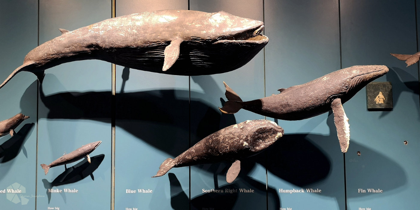 新西兰南岛一日游,新西兰南岛旅游地图