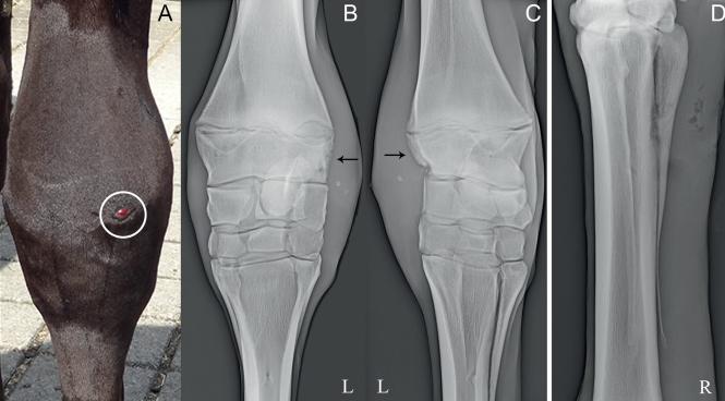 犬骨髓炎症状是什么,犬骨髓炎