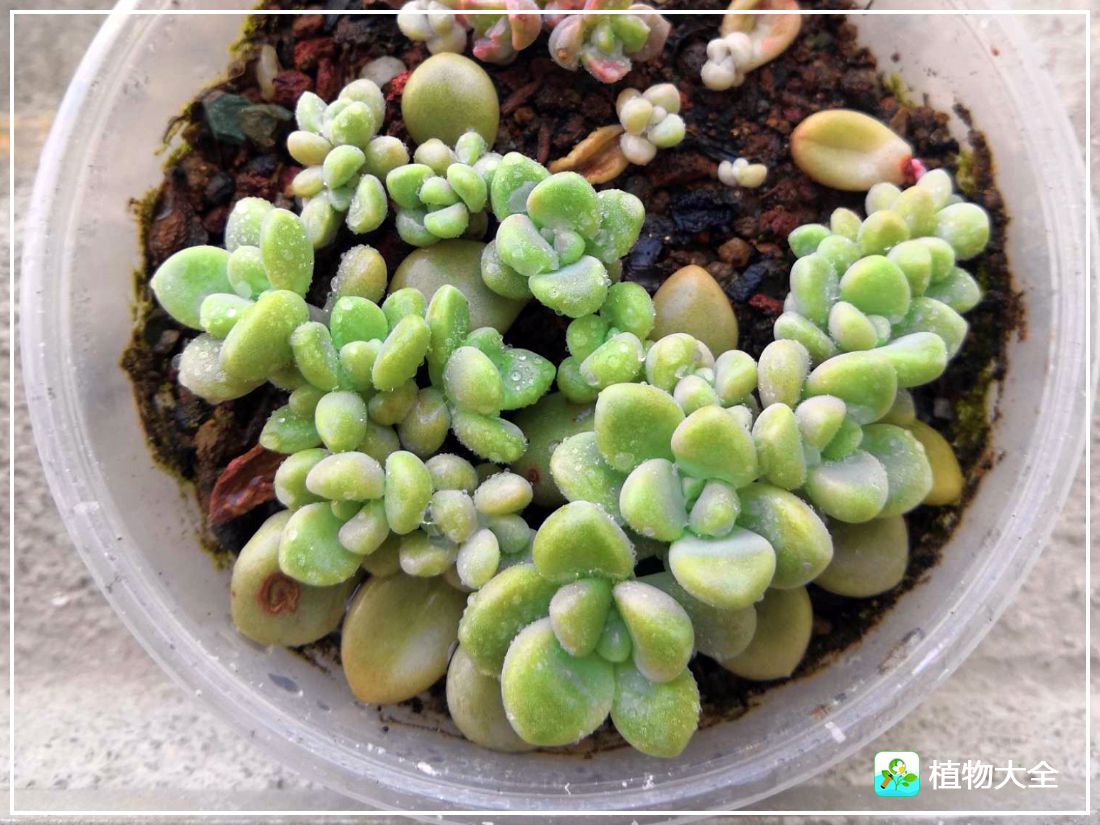 多肉植物艾伦视频,多肉植物艾伦价位