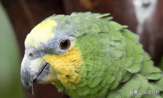 橙翅亚马逊鹦鹉介绍,蓝顶黄翼亚马逊鹦鹉