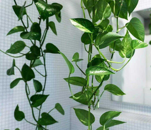 绿萝怎么养才能让人羡慕,绿萝怎么养才能让它长得很好