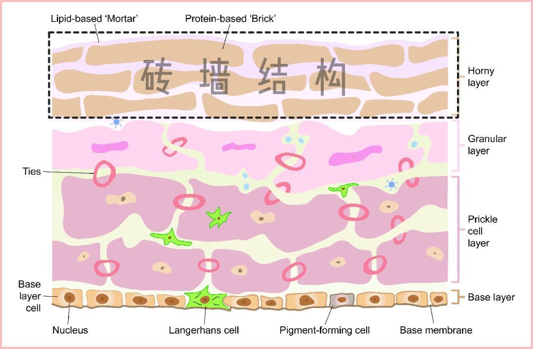 码住巨好用的化妆品,32岁干敏肌适合用的护肤产品