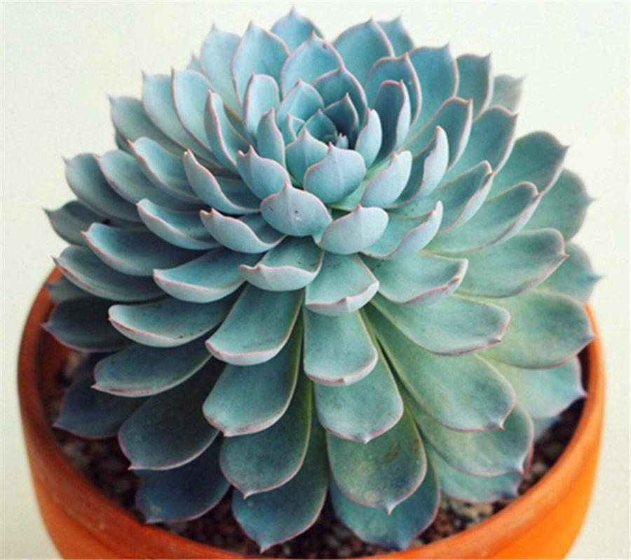 多肉蓝石莲最佳状态,多肉蓝石莲和蓝色惊喜一样吗