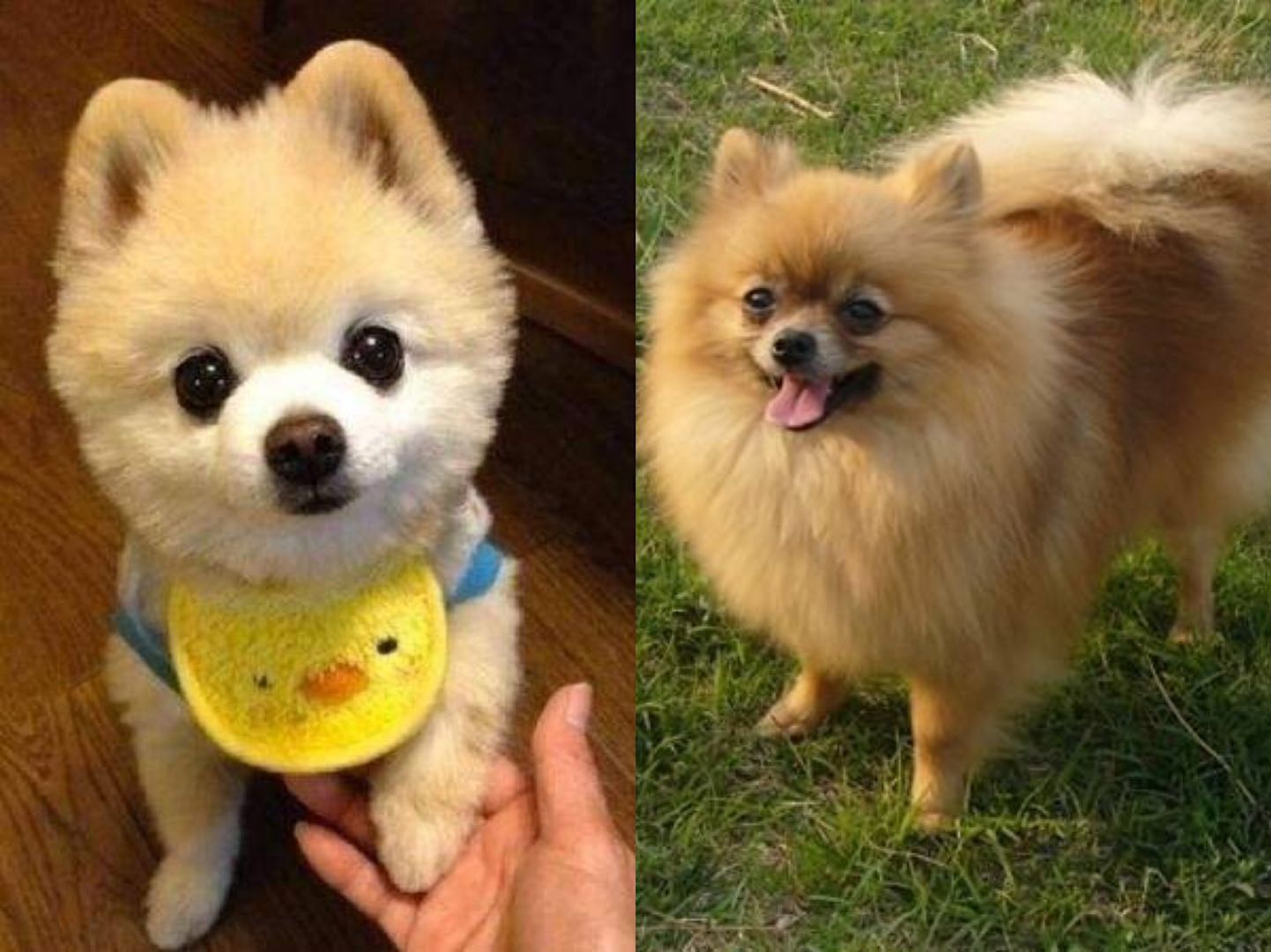 俊介犬和博美犬哪个好,俊介博美犬图片