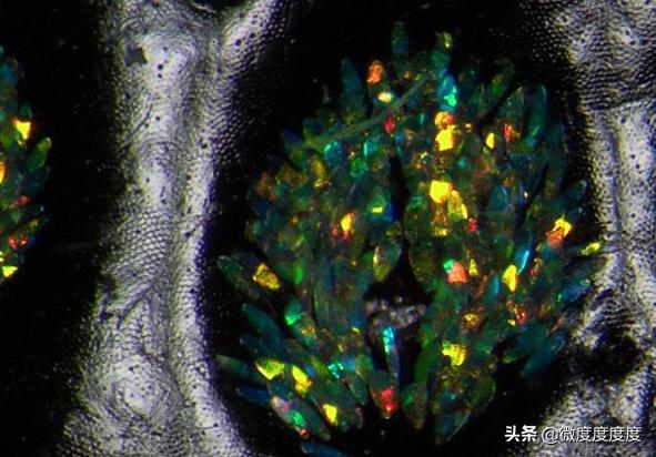 知己知彼,帮你制服身世煊赫的偷米贼——“米象”。