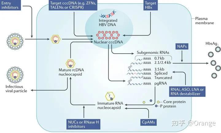 抗乙肝新药研发进展,葛兰素史克乙肝新药三期招募
