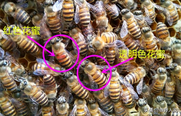 天然蜂蜜的成分是什么糖,纯天然的蜂蜜营养价值