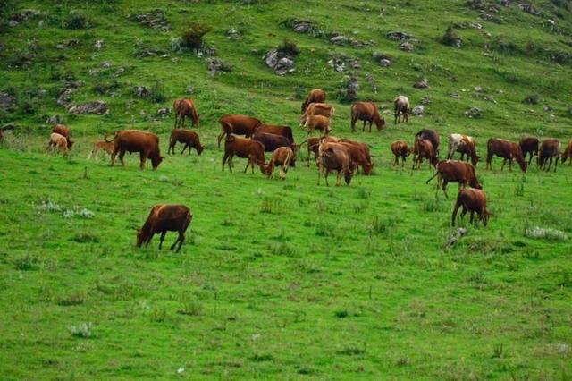 云南文山自治州普者黑风景区,文山普者黑有哪些景点值得去