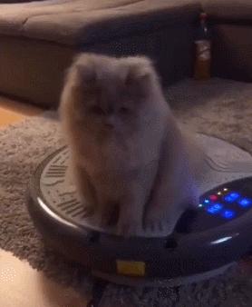 英国短蓝猫好养吗,千万别养蓝猫