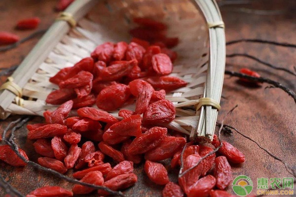 枸杞受潮了怎么办能晒吗,枸杞受潮了还能吃吗