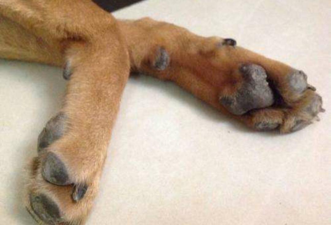 狗狗四肢抽搐口吐白沫是中毒了吗,狗狗突然倒地抽搐口吐粘液