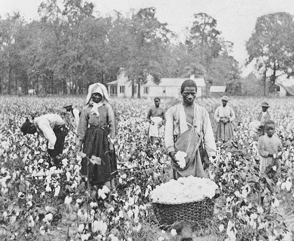 新疆2021年的新棉花,新疆棉花2020