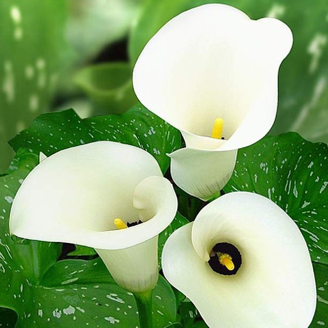 马蹄莲开花清新素雅，掌握五个养护技巧，轻松帮您养好马蹄莲