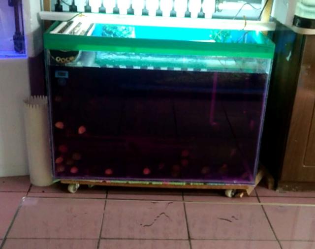 硝化细菌是自然存在吗,硝化细菌崩溃的特殊原因