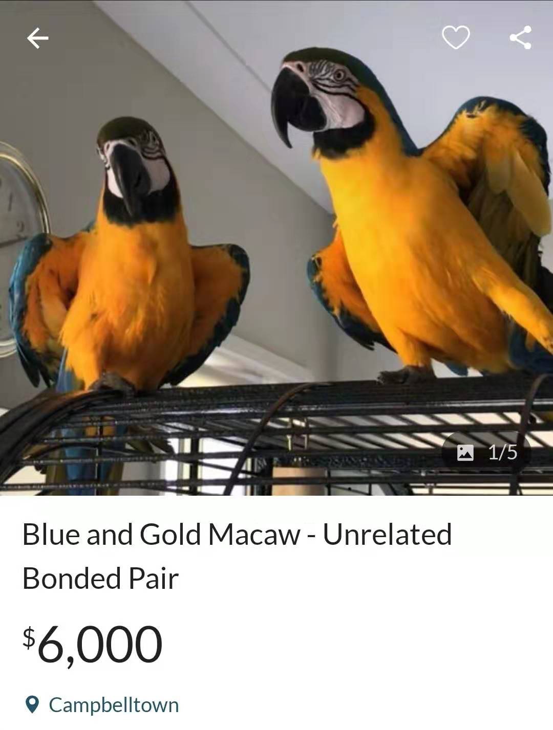 澳洲大鹦鹉多少钱一只,澳大利亚金刚鹦鹉多少钱一只