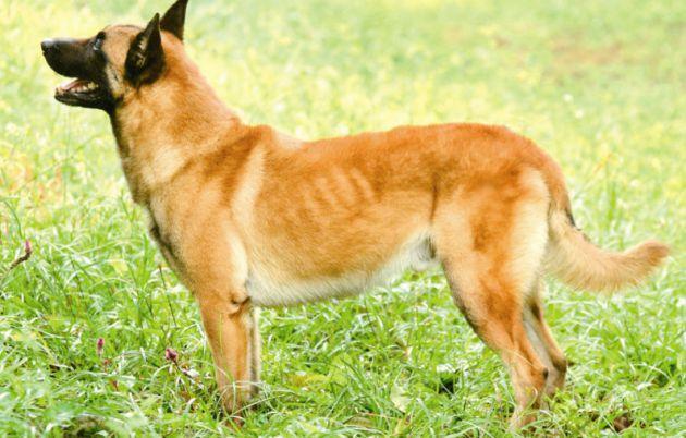 丢狗找狗的故事,丢两条小狗的故事