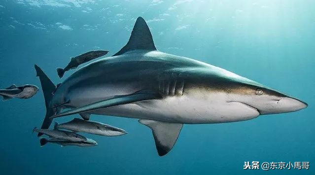 haba是不是真的角鲨烷,theordinary和haba角鲨烷哪个好