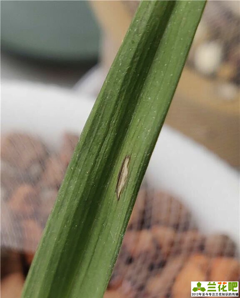 兰花叶子脱水的表现,兰花叶脱水怎么办用什么药