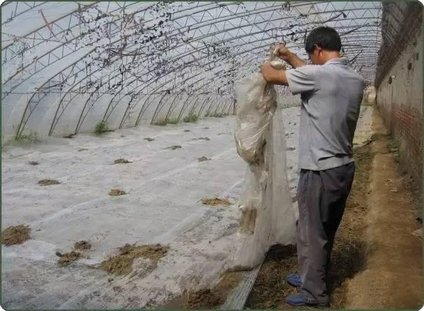 农作物根肿病怎么治,种植蔬菜根腐烂怎么办