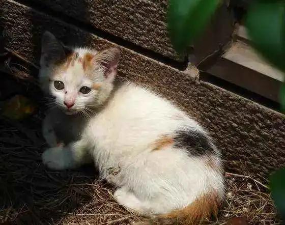 如果不给猫咪做绝育会怎么样,如果不给母猫绝育会生多少