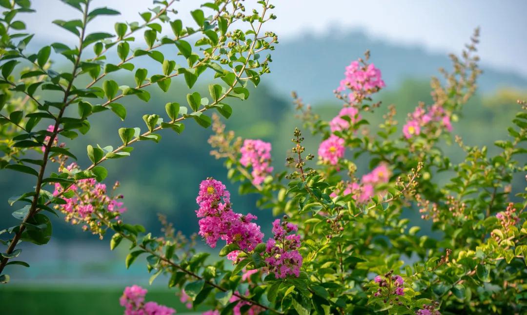 在济南花式避暑，一见“清”心！只需一瞥，便足以把酷夏原谅…